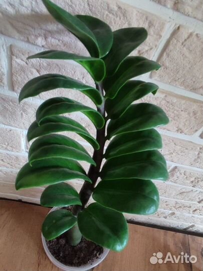 Замиокулькас зензи жук (bag)