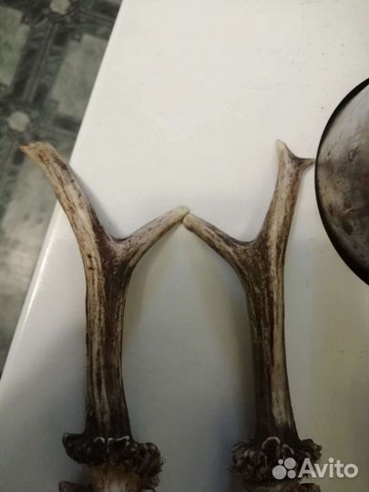 Рога косули