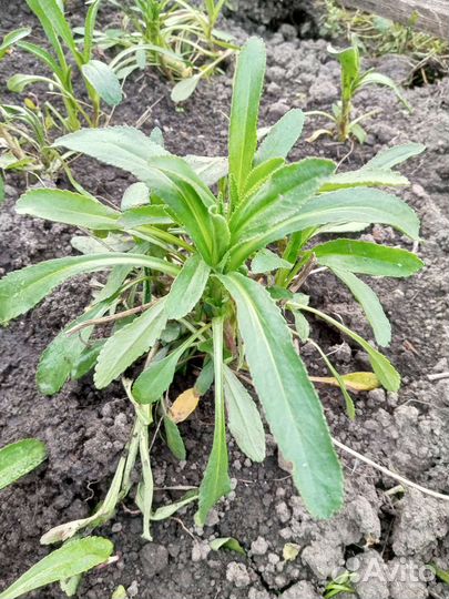 Цветы многолетники