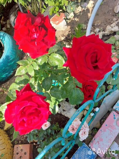 Лиатрис, розы черенки