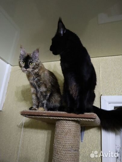 Девочка-подросток Мейн Кун