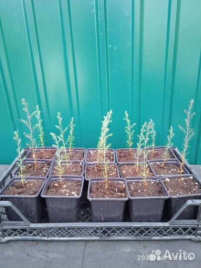 Кипарис пирамидальный вечнозелёный