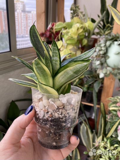 Сансевиерии Люсиль Полан, пингвикула, и др