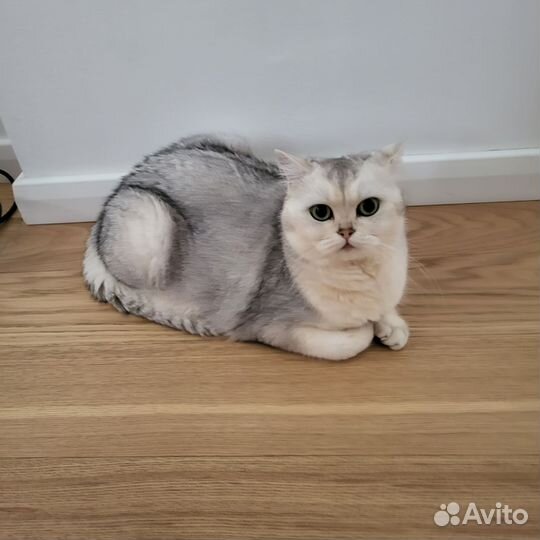 Шотландская серебристая шиншилла