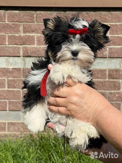 Щенки бивер терьера