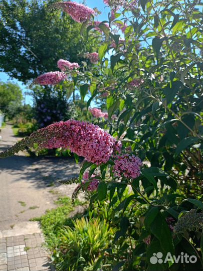 Будлея сиреневая