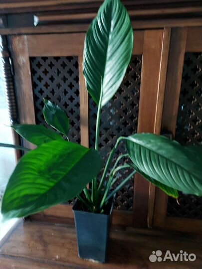 Спатифиллюм, замиокулькас