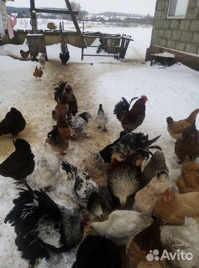 Яйцо куриное на инкубацию