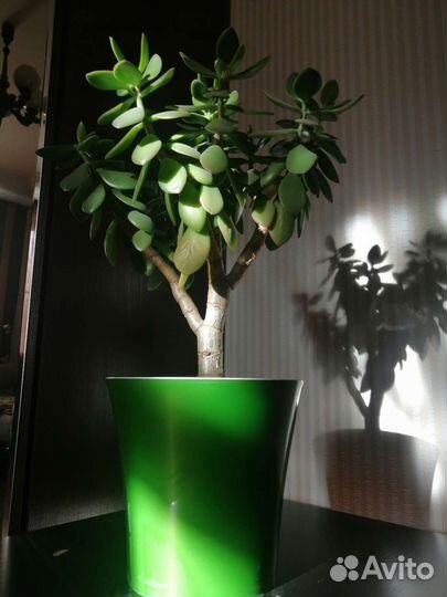 Денежное дерево Толстянка крассула