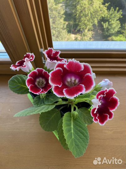 Глоксиния цветущая