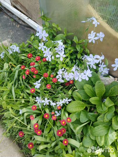 Растения для сада