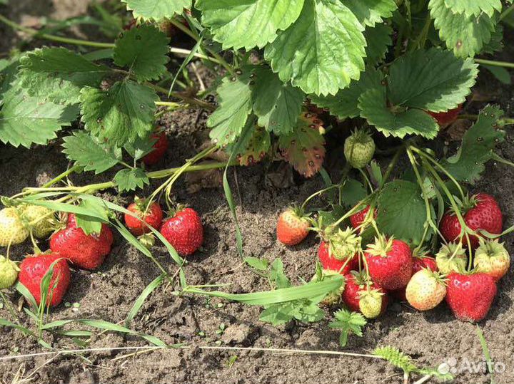 Рассада Виктории Клубники Лорд саженцы