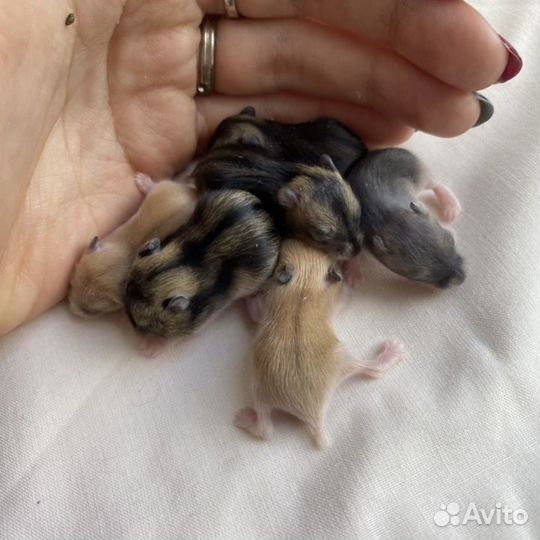 Джунгарские хомяки ручные малыши