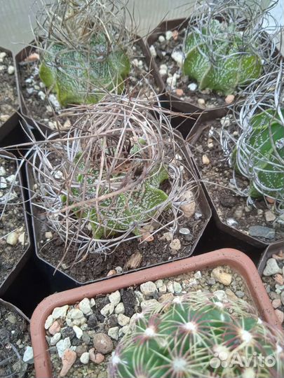 Кактусы и суккуленты