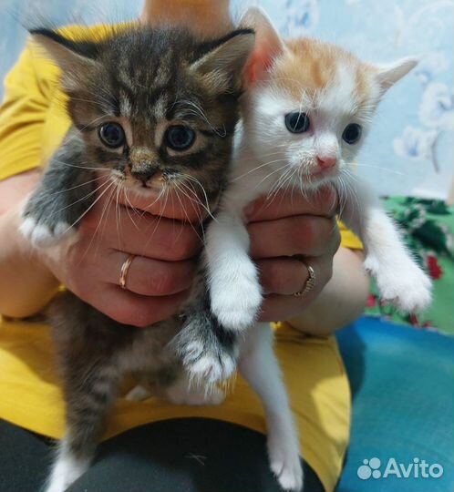 Коты в добрые руки