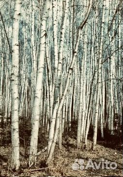 Берёзы из Карелии