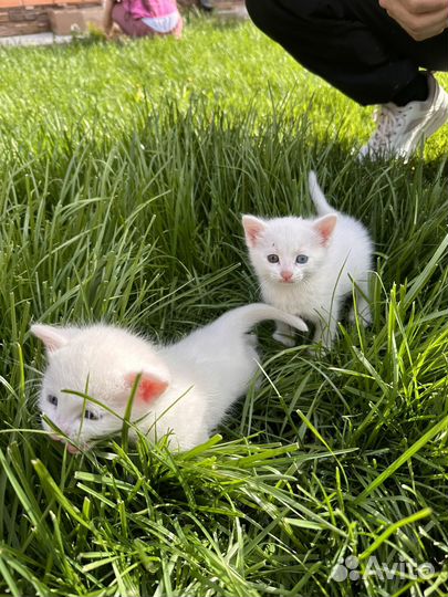 Отдам котят в добрые руки