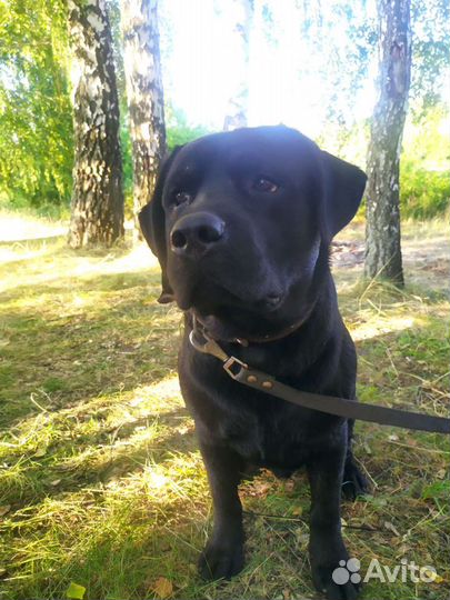 Кобель лабрадора вязка