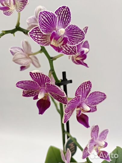Орхидея Фаленопсис Лола Lola