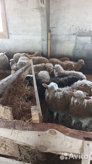 Продам овец