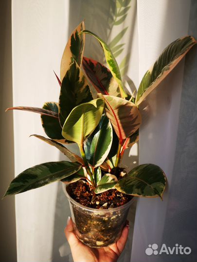 Фикус эластика белиз