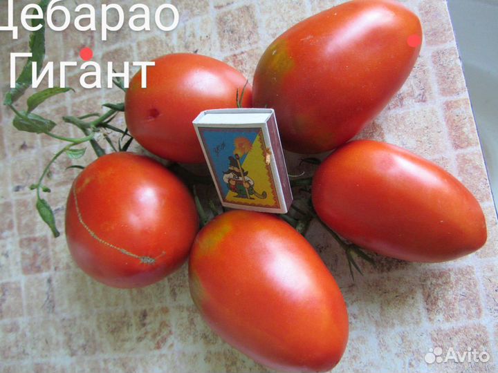 Рассада