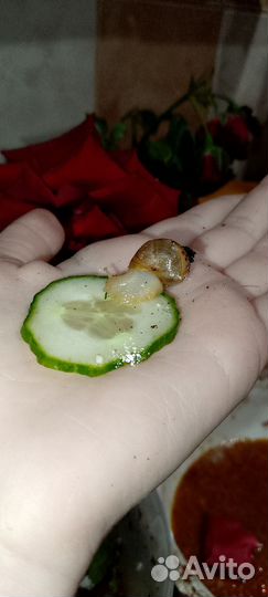 Улитки ахатины