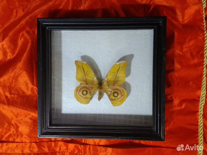 Коллекционная бабочка 2шт. в рамке