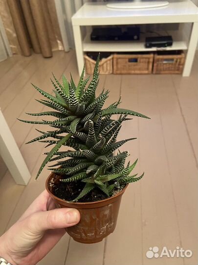 Суккуленты