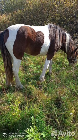 Лошади пони жеребята