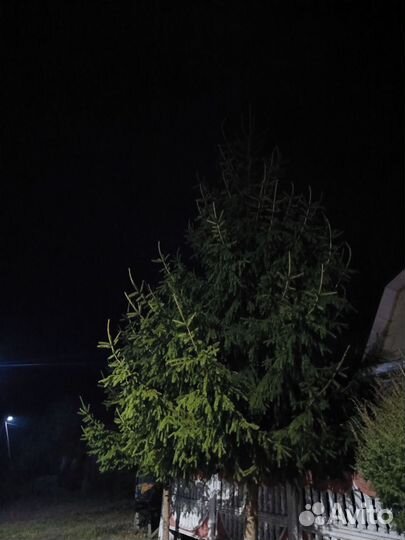 Ель новогодняя живая