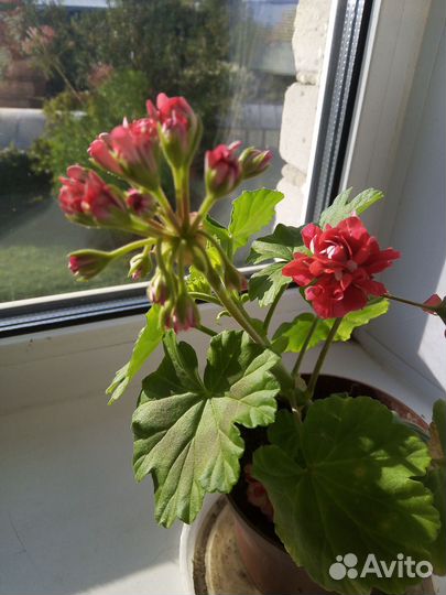 Герань пеларгония