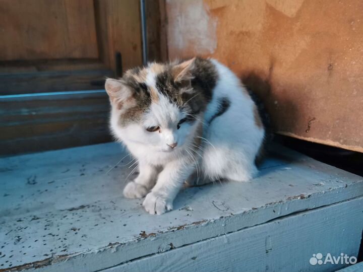 Трехцветная кошка стерилизована