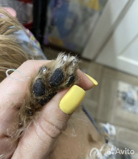 Когти собачкам