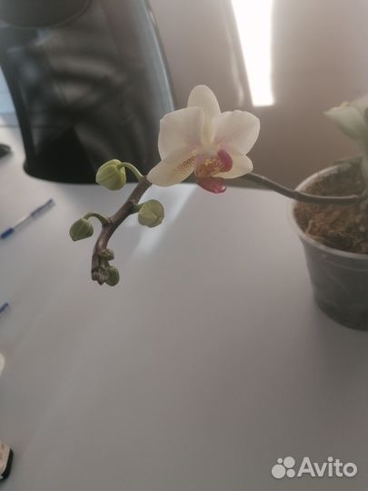 Орхидея
