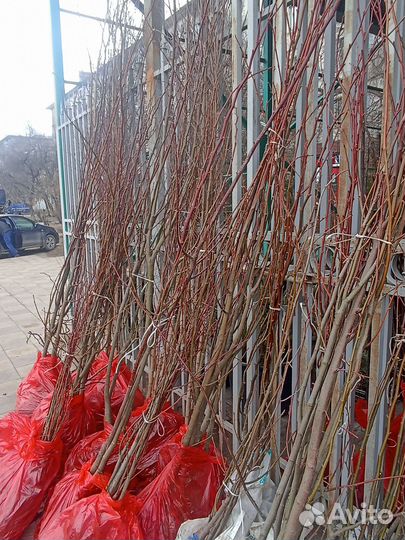 Карагана Липа Клён Катальпа