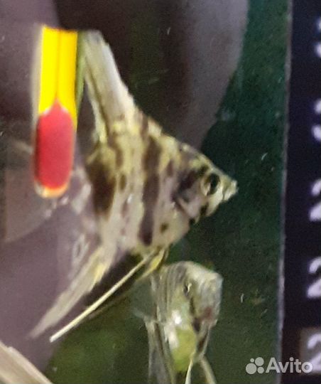 Аквариумные рыбки