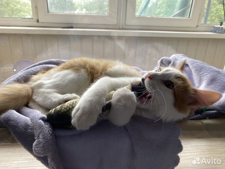 Янтарный кот