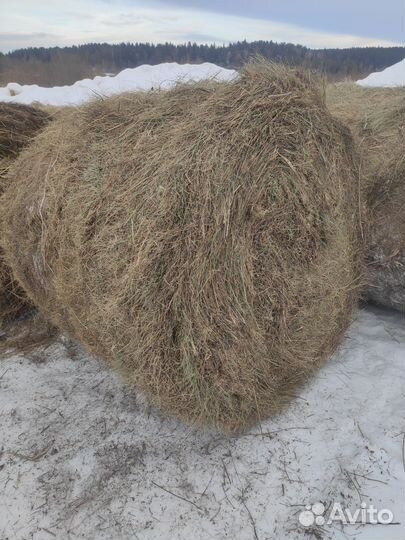 Продам сено в рулонах