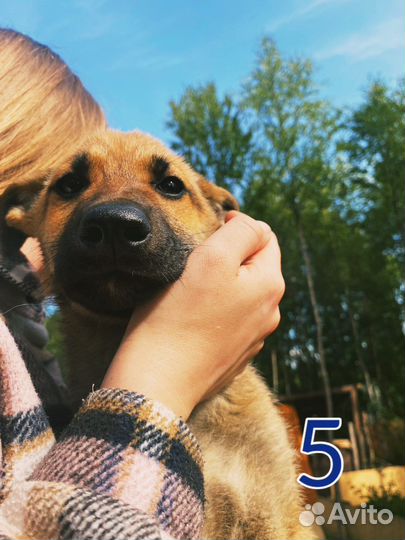 Щенки овчарки бесплатно