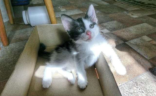 Ла-перм лаперм