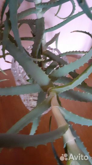 Алоэ лечебный