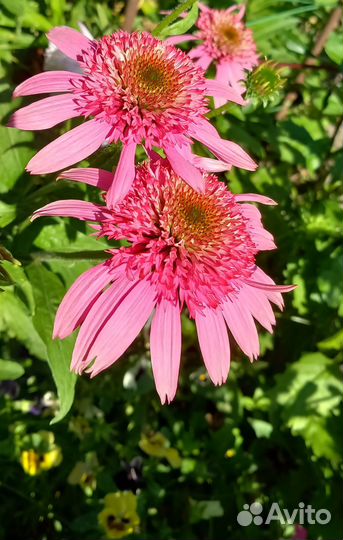 Эхинацея, бальзамин, пеларгония, флокс