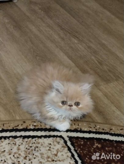 Персидская