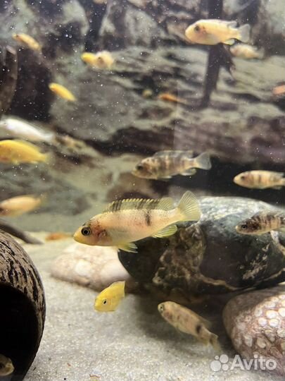 Рыбки малавийские цихлиды