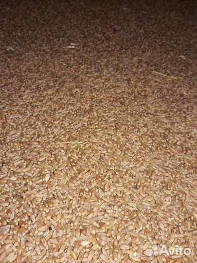 Пшеница мягкая