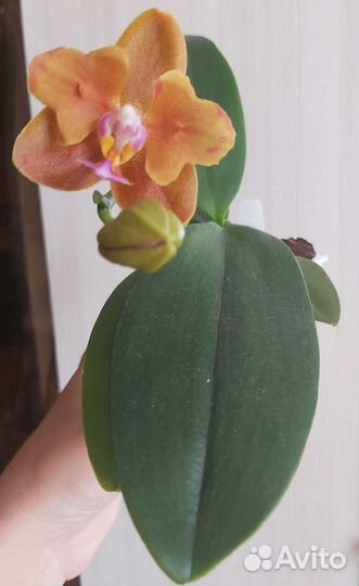Орхидея фаленопсис бабочка