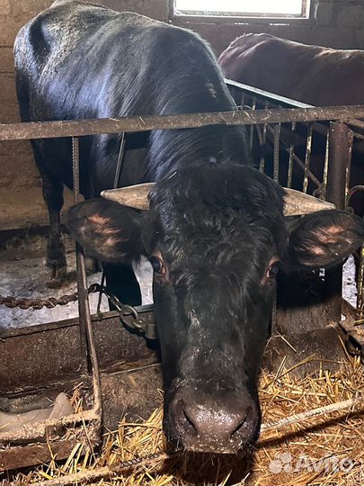 Продам бычков