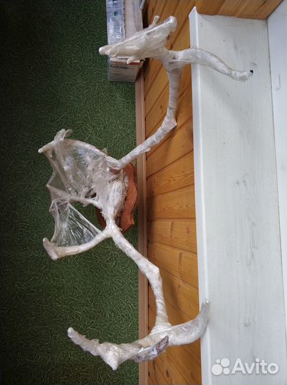 Рога крупного оленя