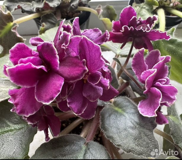 Сортовые фиалки